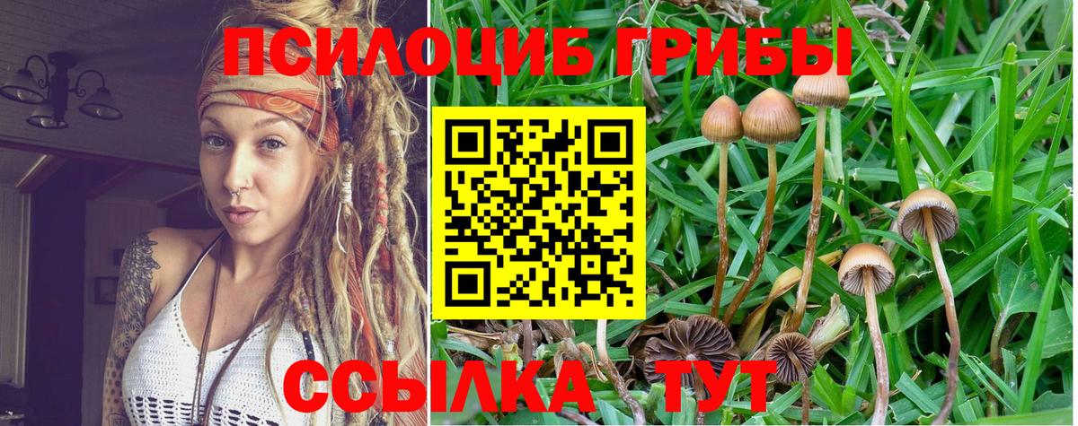 Меф Кудрово